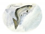 Illustration of Salmon (Salmo salar) (#2588)