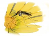 Illustration of Saltmarsh Mosquito male (Aedes detritus) (#4302)