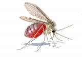 Illustration of Sandfly (Lutzomyia longipalpis) fed live femal (#4205)