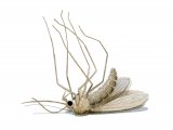 Illustration of Sandfly (Lutzomyia longipalpis) unfed dead female (#4215)