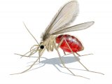 Illustration of Sandfly (Phlebotomus perniciosus) fed female (#4213)