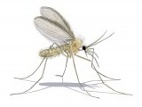 Illustration of Sandfly (Phlebotomus perniciousus) (#3795)