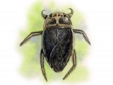 Illustration of Saucer Bug (Ilyocoris cimicoides) (#2112)