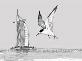 Illustration of Saunders Tern (Sternula saundersi) in Dubai (#1959)