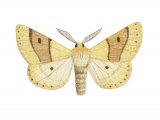 Illustration of Scalloped Oak (Crocallis elinguaria) (#2490)