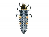 Illustration of Scarce 7-spot  Ladybird Larvae (Coccinella magnifica) (#1799)