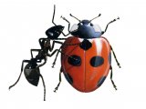 Illustration of Scarce 7-spot Ladybird (Coccinella magnifica) (#0909)