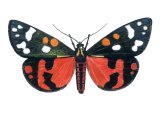 Illustration of Scarlet Tiger Moth (Callimorpha dominyla) (#1724)