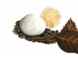 Illustration of Scerogaster conpactus (#1969)