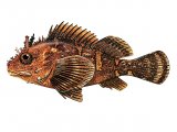 Illustration of Scorpion Fish (Scorpaena porcus) (#2718)