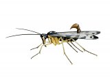 Illustration of Scorpion Fly (Panorpa communis), scorpionfly (#2955)