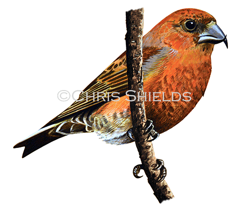 Illustration of Scottish Crossbill male (Loxia scotica) (#4549)