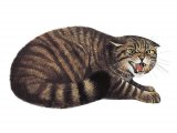 Illustration of Scottish Wildcat (Felis silvestris) (#3704)