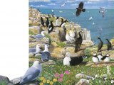Illustration of Sea Birds (#2755)