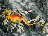 Illustration of Sea Dragon (Phycodurus eques) (#1008)
