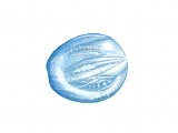 Illustration of Sea Gooseberry (Pleurobachia pileus) (#0747)