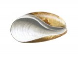 Illustration of Sea Slug (Bulla striata) (#2344)