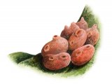 Illustration of Sea Squirt (Dendrodoa grossularia) (#1856)