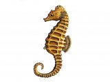 Illustration of Seahorse (short-snouted) Hippocampus hippocampus (#1001)