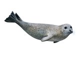 Illustration of Seal (Common) Phoca vitulina (#3785)