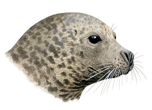 Illustration of Seal (Common) Phoca vitulina (#4403)