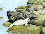 Illustration of Seal (Grey) Halichoerus grypus (#0501)