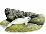 Illustration of Seal (Grey) Halichoerus grypus (#0502)