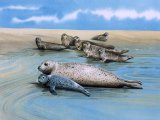 Illustration of Seal (Common) Phoca vitulina (#0504)
