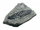 Illustration of Seapen Fossil (Charnia) (#0223)