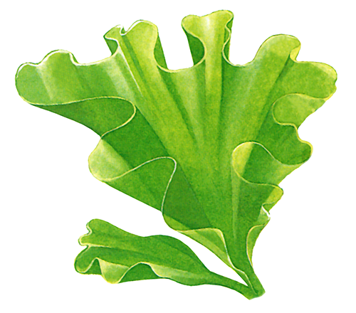 Illustration of Seaweed (Sea Lettuce) Ulva lactuca (#0883)
