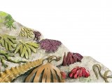 Illustration of Seaweeds (#2614)