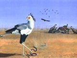 Illustration of Secretary Bird (Sagittarius serpentarius) & vultures (#0442)
