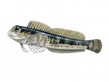 Illustration of Shanny (Lipophrys pholis) (#1048)