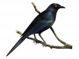 Illustration of Shinning Starling (adult) Aplonis metallica (#2231)