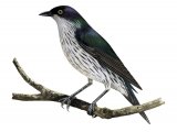 Illustration of Shinning Starling (immature) Aplonis metallica) (#2239)