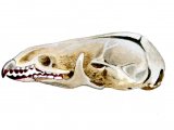 Illustration of Shrew skull (Sorex araneus) (#0869)