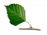 Illustration of Silver Birch leaf (Betula pendula) (#3221)