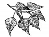 Illustration of Silver Birch leaves (Betula pendula) (#2404)