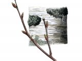 Illustration of Silver Birch bark & twig (Betula pendula) (#2387)