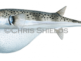 Illustration of Silver-cheeked Toadfish (Lagocephalus sceleratus) (#4667)