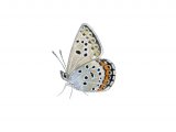 Illustration of Silver-studded Blue (Plebejus argus) (#2966)