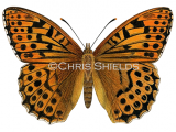 Illustration of Silver-washed Fritillary (Argynnis paphia) (#1363)