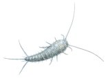 Illustration of Silverfish (Lepisma saccharina) (#2059)