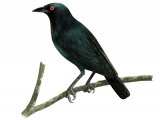 Illustration of Singing Starling (Aplonis cantoroides) adult (#2241)