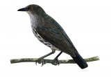 Illustration of Singing Starling (Aplonis cantoroides) immature (#2242)