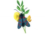 Illustration of Burnet Moth (Six-Spot) Zygaena filipendulae (#1137)