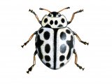 Illustration of Sixteen-spot Ladybird (Tytthaspis 16-punctata) (#0905)