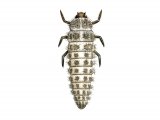 Illustration of Sixteen-spot Ladybird Larvae (Tytthaspis 16-punctata) (#1800)