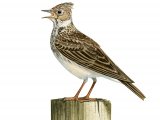 Illustration of Skylark (Alauda arvensis) (#3359)