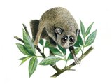 Illustration of Slender Loris (Loris lydekkerianus) (#1329)